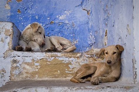 Virac animal shelter struggles amid stray round.
